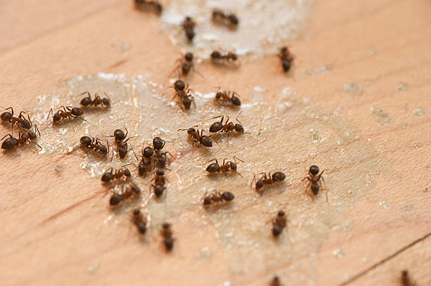 Best Best Pest Control Companies  in Pecatonica, IL